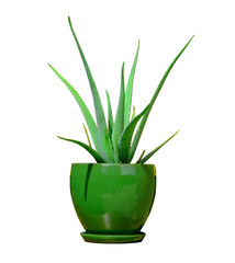 Aloe vera.  Medical herb or plant called aloe vera in green ceramic planter with glaze, object isolated.