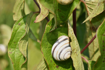 black and white snail on the green leaf