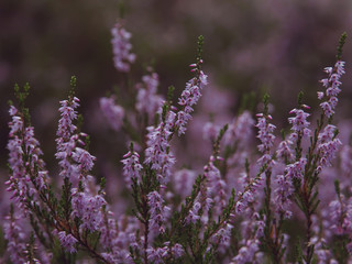 Obraz premium Horizontal close up of purple Calluna Vulgaris flowers