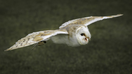 Beautiful Barn Owl flies low over a field calling to the Falconer holding a meal