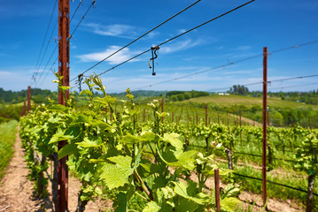 Vineyards in California, USA