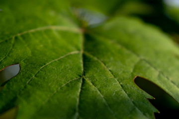 green grape leaf texture. A green vine grape leaf close-up