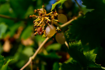 dried grape on vineyard in summer. blurred green background
