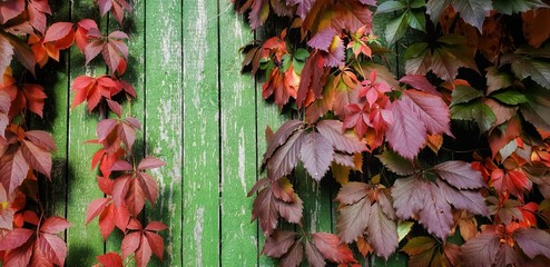 Colorful autumn leaves on the  old wooden fence