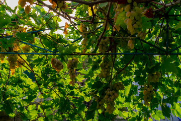 Close-up Bunch of fresh green grapes on the vine with green leaves in vineyard
