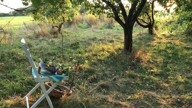 Auf einer Wiese mit Obstb&auml;umen steht ein Holzstuhl. Auf dem Stuhl sind reife Zwetschgen und rote &Auml;pfel. Es ist ein Sp&auml;tsommertag an dem die Fr&uuml;chte geerntet werden.