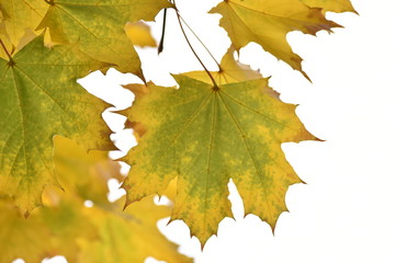 yellow maple leaf