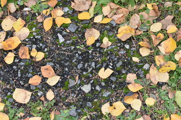 stones and leaves