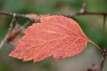 red leaf