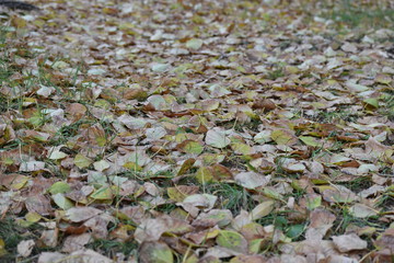 autumn leaves