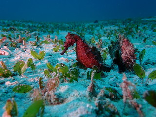 タツノオトシゴ © KyoOz