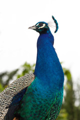 Obraz premium Closeup of a peacock posing in profile.
