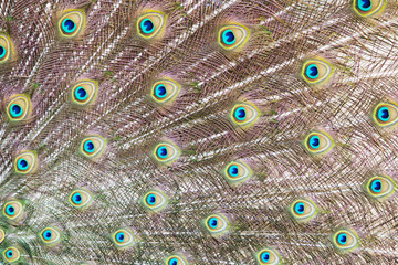 Fototapeta premium Closeup of a peacock tail with its colourful feathers fanned out.