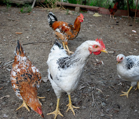 Cock and chickens in garden are looking for food.
Close-up of a beautiful colorful rooster in a garden