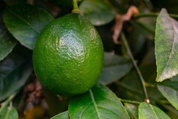 Lemons grow on a branch in a garden close up.
Close up green color organic lemon citrus fruit on tree