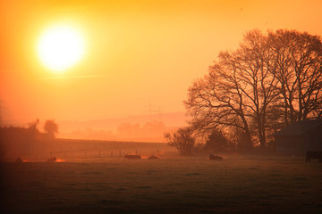 Cows on a Cold Foggy Morning