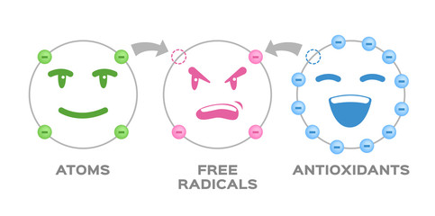 free radical and Antioxidant vector . Antioxidant donates electron to Free radical . infographic cartoon
 - obrazy, fototapety, plakaty