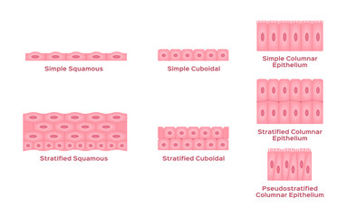 Epithelial tissue vector / cell