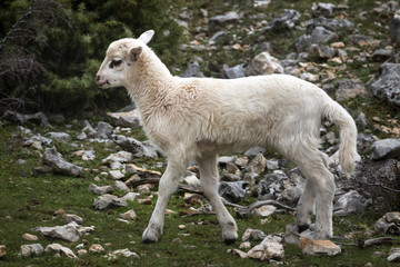 Fototapeta na wymiar Lamb on poor pasture in rockery on island Brac in Croatia