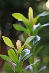 Close up orange leaves among green leaves on tree