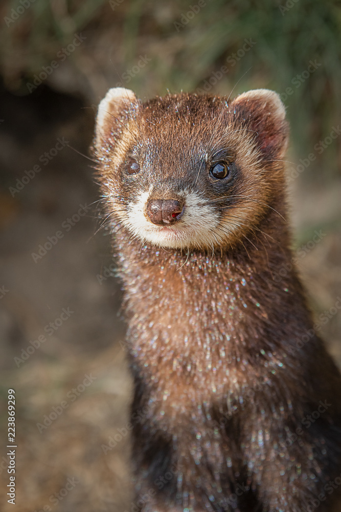 Poster upright vertical photograph and close ups portrait of a polecat. it is a half length image and the p
