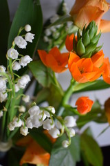  Fleur orange ornithogale orange