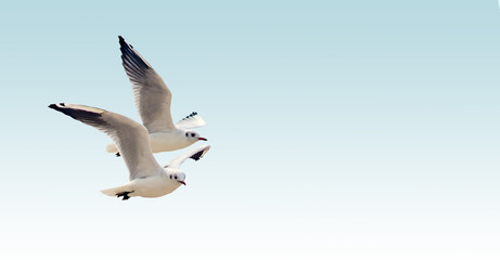Birds of the seagull in flight.