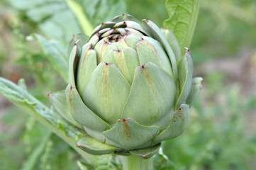 Fototapeta premium Artichaut 