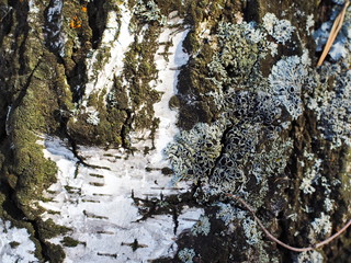 birch bark with moss