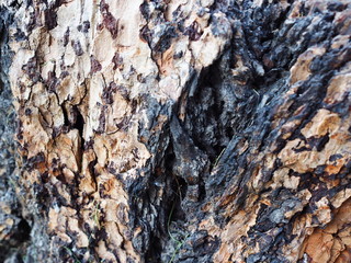 black-brown pine bark