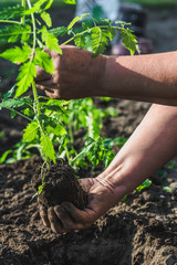 Farmer's hands holding tomato seedling, planting plants into ground in spring garden, seasonal work