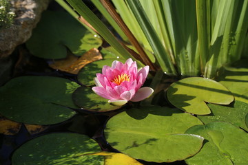 Leaves of the water lily swim in the pond / water lilies
