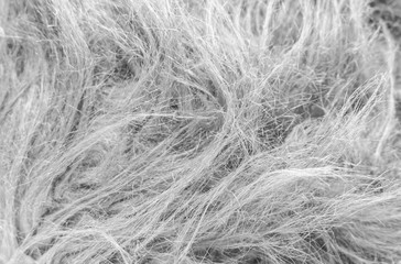 White soft natural animal wool texture background. Skin wool. Close-up texture of light fluffy fur. Plush