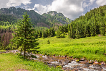 Fototapeta premium Stunning small stream in Koscieliska valley, Tatra mountains