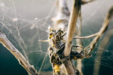 Abstract blurred background, chaos of the spider web on dead tree over shallow depth of field