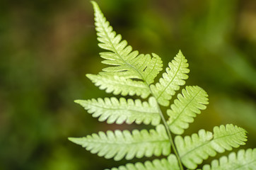 Closeup macro shot fresh green fern leaves with shallow depth of field