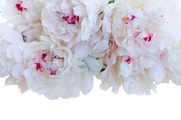 white peony flowers border isolated on white background