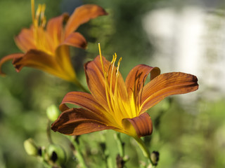 Glorious orange flowers of daylily (homerocallis) blooming, close up
