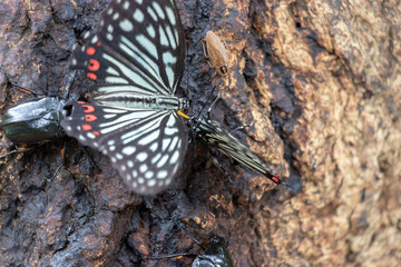 Butterflies sucking sap in Japan