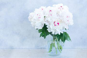 Fresh white peony flowers in glass vase on gray background
