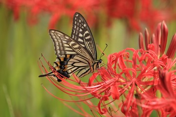 赤い彼岸花と蜜を吸っている蝶