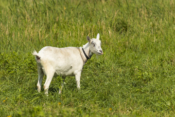 Obraz premium a grazing goat in the meadows nidaleko of Krakow, Poland