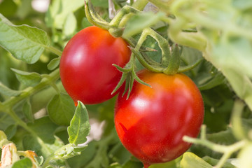 Ripe cherry tomatoes on a branch