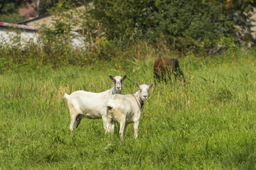 Obraz premium grazing goats in the meadows nidaleko of Krakow, Poland