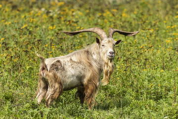 beautiful horned goat in the meadows near Cracow, Poland