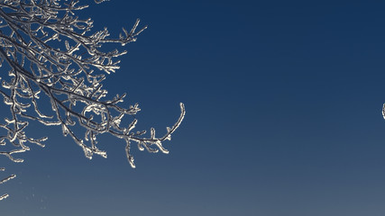 Winter nature blue background - frosted snowy tree branches against blue sky. Copy space.