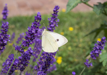 the large white cabbage butterfly, cabbage white, sitting on lavender, Lavandula angustifolia,...