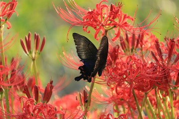 赤い彼岸花と蜜を吸っている蝶