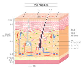 Structure in the skin_Japanese notation