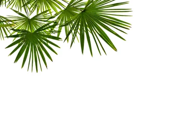 Papier Peint photo Lavable Palmier Tropical leaves palm tree ( Livistona ) on a white background with space for text. View from below